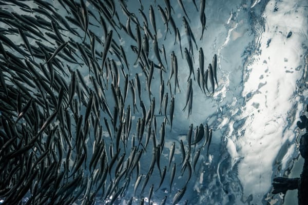 Phishing workshop notes