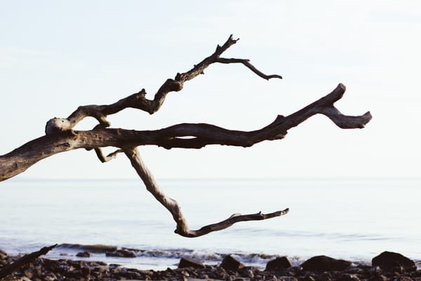Git for beginners 4b: Working with remote branches